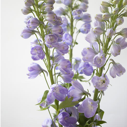 「单品花材」飞燕 商品图1