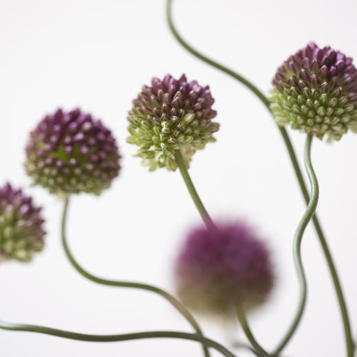 「单品花材」葱花 商品图1