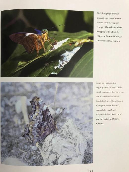 蝴蝶的世界 数百幅彩色插图 平装16开 商品图11