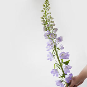 「单品花材」飞燕