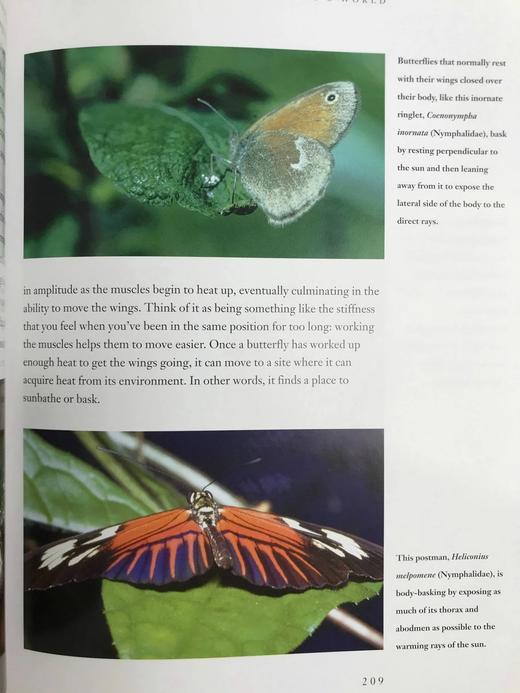 蝴蝶的世界 数百幅彩色插图 平装16开 商品图7
