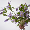 「单品花材」铁线莲 商品缩略图0