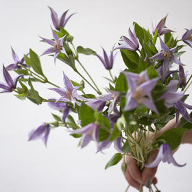 「单品花材」铁线莲