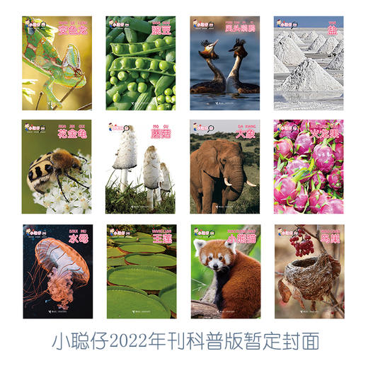 《小聪仔》2023年科普版（12期）+《小聪仔》2022年科普版1-12月（12期） 商品图1