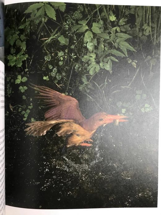 富士山阴下：日本野生动物 约200幅插图 精装16开 商品图12