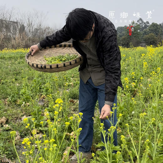 【2026.3.10制作微冲但也下饭】生态手工冲菜/酸菜（成都仓库-顺丰快递 ）｜250g/瓶，成都郫都区基地，【原乡农场，自产自销】 商品图9