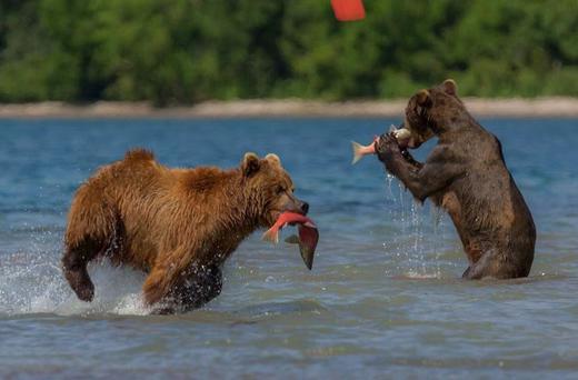 【连住三晚库页湖中心营地】野性勘察加半岛、棕熊捕鱼、火山地貌、海参威11天摄影团 商品图1