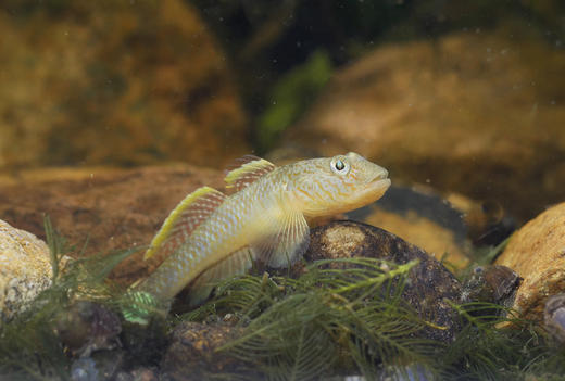 子陵吻虾虎 商品图0