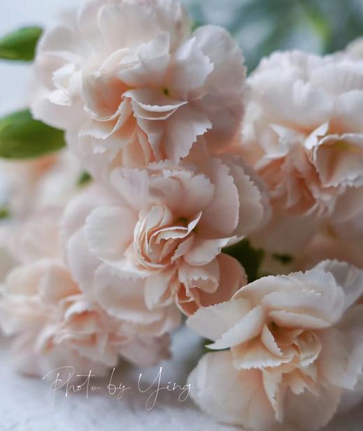 【稀有系列】康乃馨/多丁岩漠  18~20支/扎 商品图1