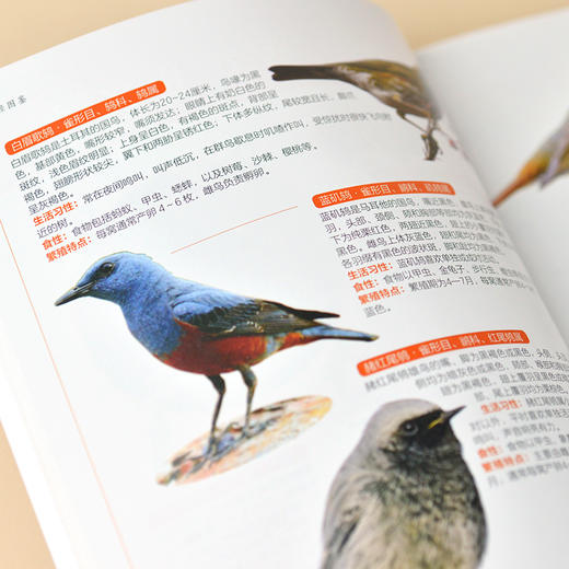 鸟类轻图鉴 商品图4