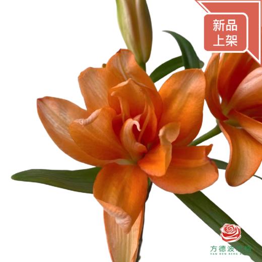 百合-幻影小蜜蜂多头（迷你花型） 5枝一扎 商品图1