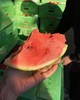 周三取货：【订金链接】特价6.5元/斤，一个9斤左右，王婆西瓜！肉质细脆，入口即化！纯粹的有点甜！ 商品缩略图5