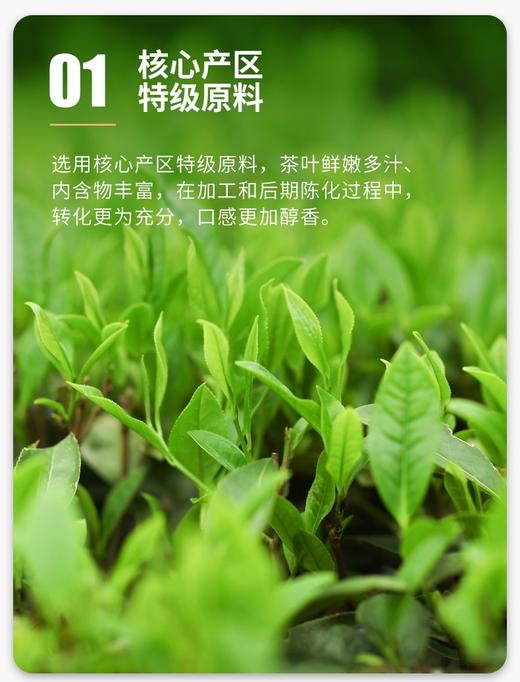 中粮-中茶湖南安化黑茶天尖茶便捷罐装150g/罐/金花饱满/原产地直发 商品图3