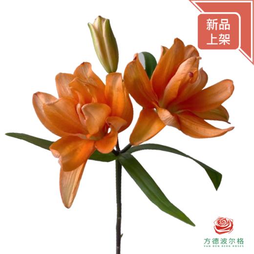 百合-幻影小蜜蜂多头（迷你花型） 5枝一扎 商品图0