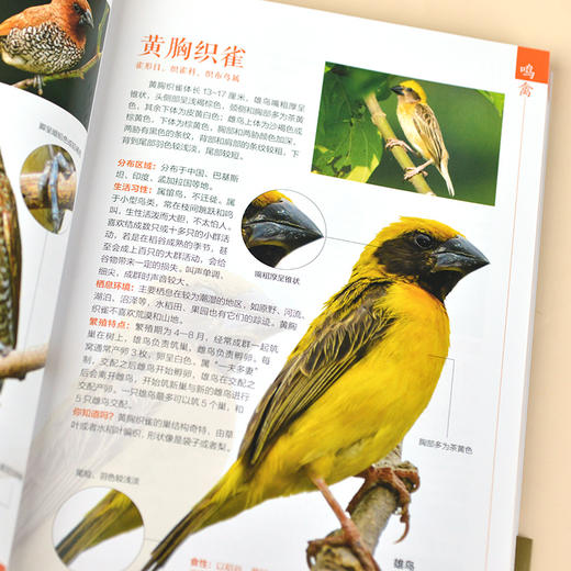 鸟类轻图鉴 商品图3