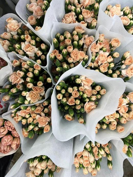 【稀有系列】康乃馨/多丁岩漠  18~20支/扎 商品图4