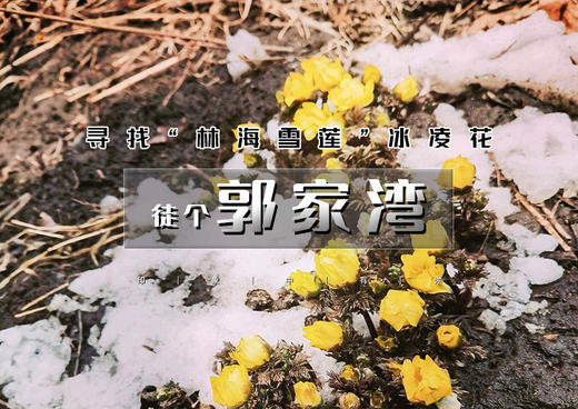 1日｜冰凌花｜寻找春天第一朵冰凌花の郭家湾-岔石口9公里徒步（初级强度 适合新人） 商品图0