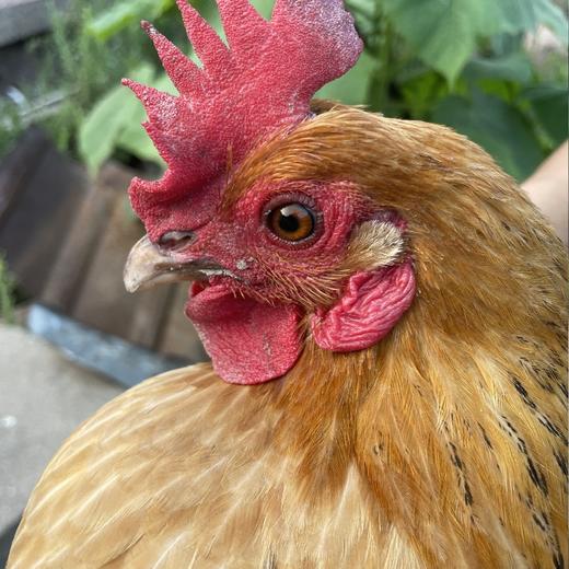 土鸡大别山金寨散养600天老母鸡（2.5斤）/散养100天小公鸡 （2.5斤） 商品图6