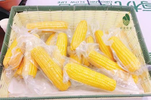 甜田苞甜糯鲜食玉米1根装 商品图1