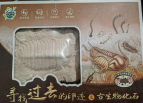 X805古生物化石