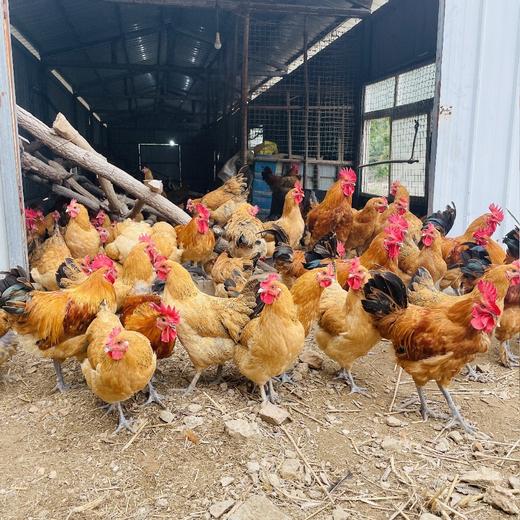 土鸡大别山金寨散养600天老母鸡（2.5斤）/散养100天小公鸡 （2.5斤） 商品图3