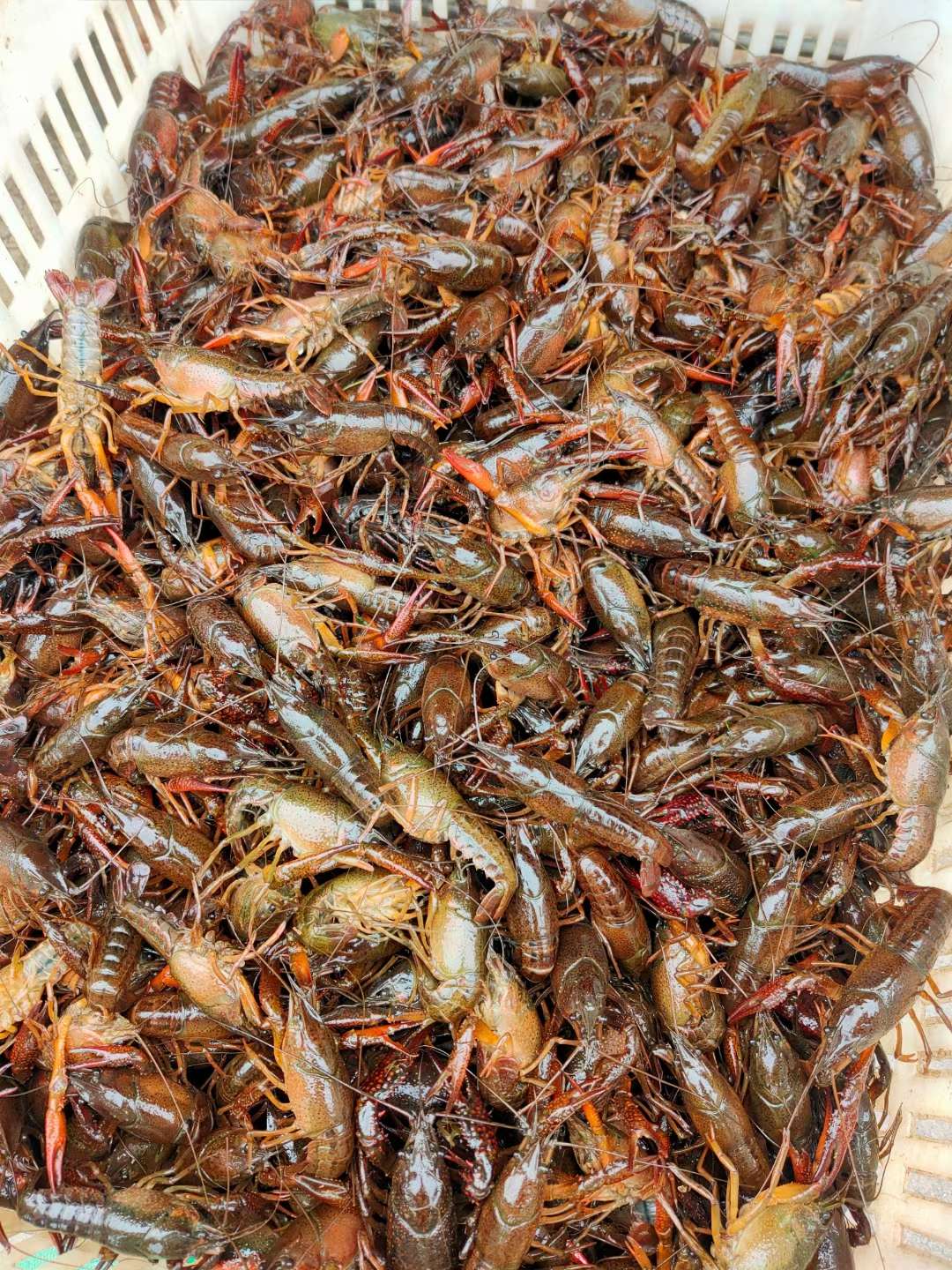 小青虾，1斤适合做虾尾28一30只