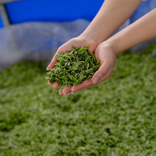 【2026头茬蒙顶甘露】非遗传承人魏老师私茶，国家地标产品，非市面流通货， 五代非遗传承，手工烘焙温性绿茶 商品图1