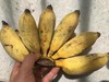 野生芭蕉 丨生态丨 无农药化肥 香甜软糯 ，遇下雨天发货顺延，介意者慎拍！  || 彝族傣族自治区云妍农场 商品缩略图5