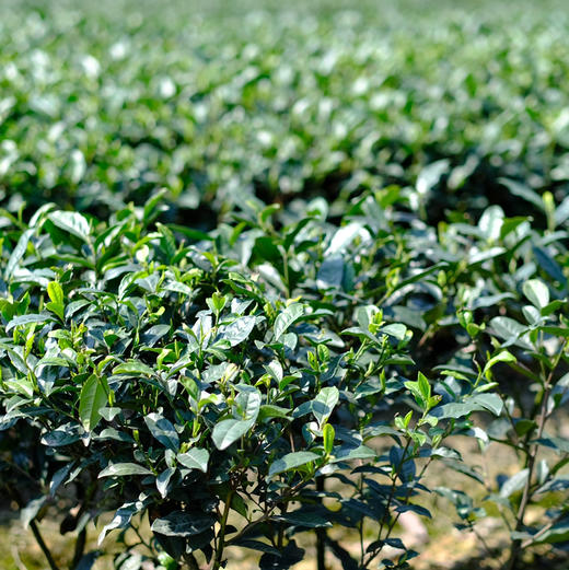 【2026头茬蒙顶甘露】非遗传承人魏老师私茶，国家地标产品，非市面流通货， 五代非遗传承，手工烘焙温性绿茶 商品图9