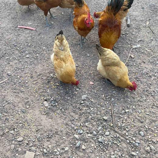 土鸡大别山金寨散养600天老母鸡（2.5斤）/散养100天小公鸡 （2.5斤） 商品图4