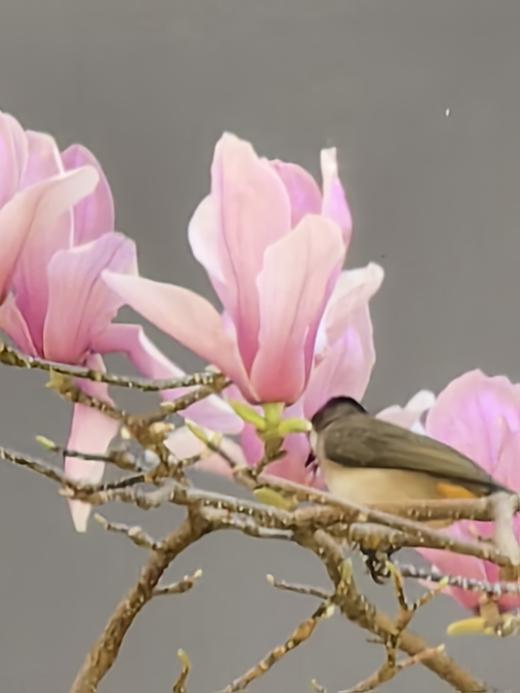 焕颜香in 商品图0