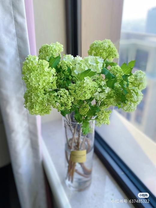 配花-木绣球-5支 商品图0