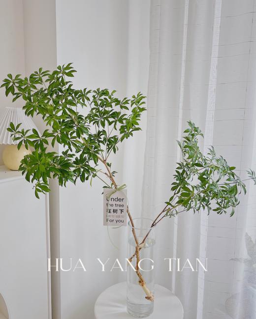 马醉木  商品图1