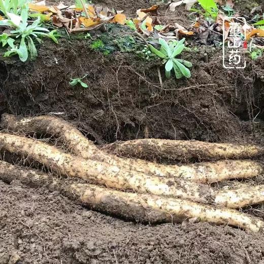 【山界•好物】四川宝兴县 雪山有机 糯山药  生态种植  香糯细腻 非常甜 商品图1