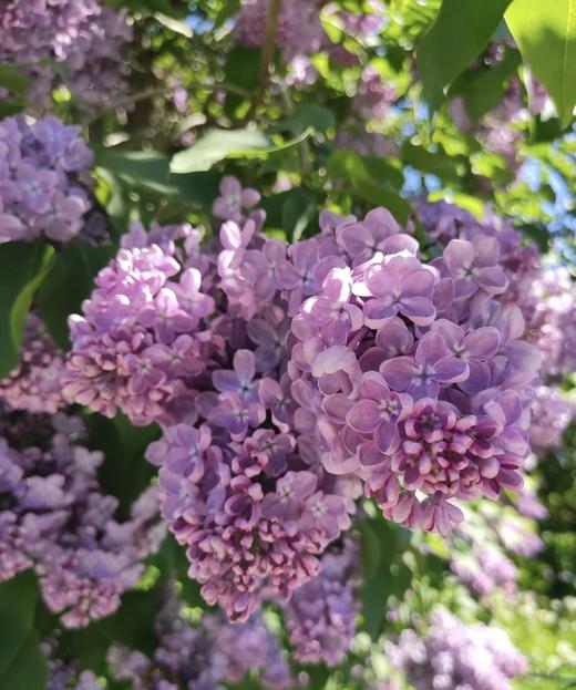 【等待爱情】丁香花  紫色  若干枝/扎 商品图4