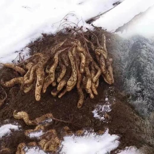 【山界•好物】四川宝兴县 雪山有机 糯山药  生态种植  香糯细腻 非常甜 商品图4