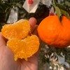 新品🔥 明日见柑橘🍊清香爽口、9分甜带一点果酸、个头不大 果径(60-80mm)左右 商品缩略图0