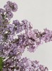 【等待爱情】丁香花  紫色  若干枝/扎 商品缩略图2