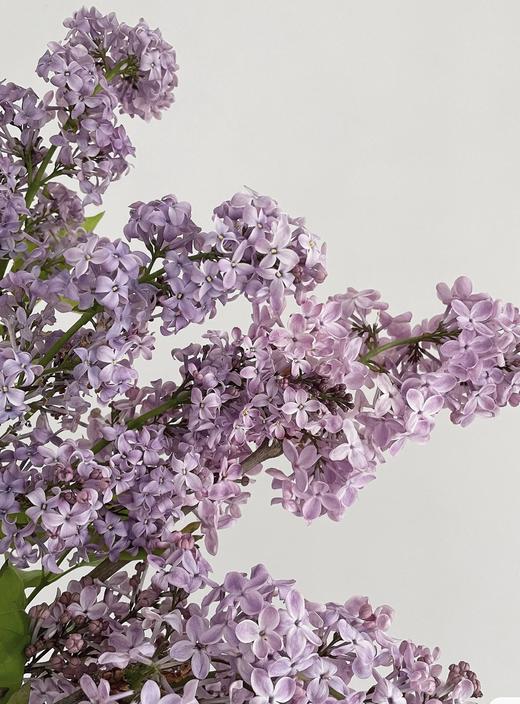【等待爱情】丁香花  紫色  若干枝/扎 商品图2
