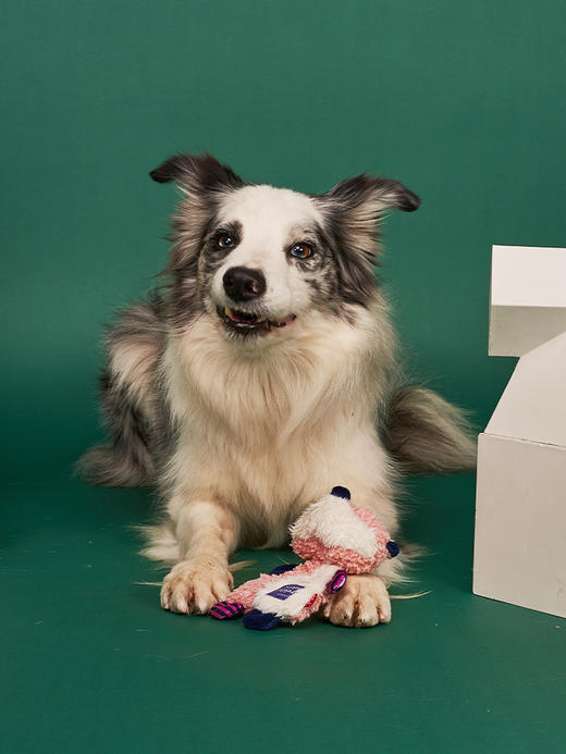 GiGwi贵为宠物用品 商品图1