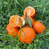新品🔥 明日见柑橘🍊清香爽口、9分甜带一点果酸、个头不大 果径(60-80mm)左右 商品缩略图3