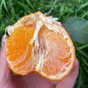 新品🔥 明日见柑橘🍊清香爽口、9分甜带一点果酸、个头不大 果径(60-80mm)左右 商品缩略图6