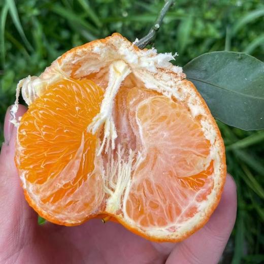 新品🔥 明日见柑橘🍊清香爽口、9分甜带一点果酸、个头不大 果径(60-80mm)左右 商品图6