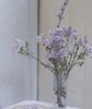 【等待爱情】丁香花  紫色  若干枝/扎 商品缩略图1