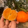 新品🔥 明日见柑橘🍊清香爽口、9分甜带一点果酸、个头不大 果径(60-80mm)左右 商品缩略图2