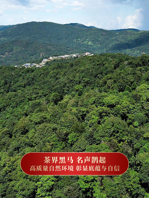 【新班章】茶农联合出品保真保纯普洱茶生茶勐海茶区新班章古茶500年以上单株级用料357克/饼 商品图2