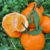 新品🔥 明日见柑橘🍊清香爽口、9分甜带一点果酸、个头不大 果径(60-80mm)左右 商品缩略图1