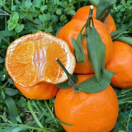 新品🔥 明日见柑橘🍊清香爽口、9分甜带一点果酸、个头不大 果径(60-80mm)左右 商品图1