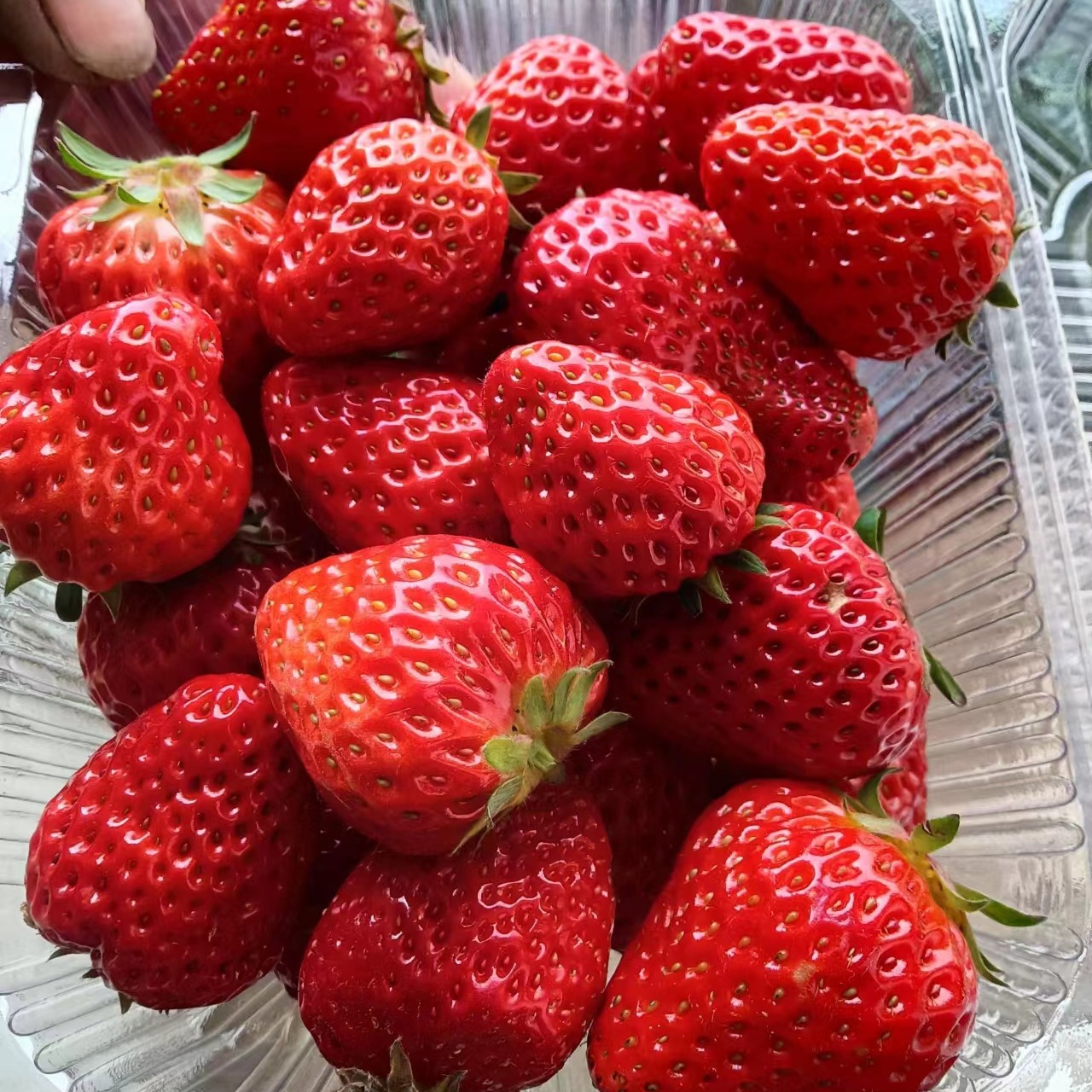 【本周六4月4日，早晨采摘、当日送到自提点】生态红颜草莓丨2斤一份/4斤礼盒（昌平）