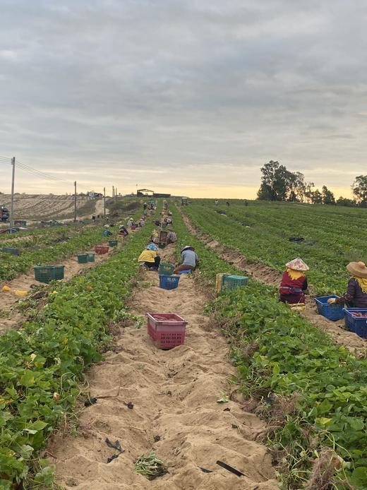 【预售】鸣门金时地瓜 海南 4斤礼盒装（单果3-8两） 商品图2